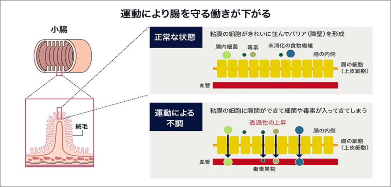 運動により腸を守る働きが下がる