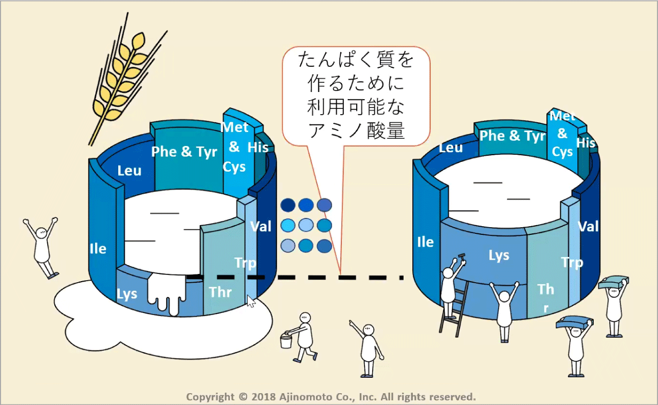 たんぱく質の栄養価は必須アミノ酸の量とバランスで決まる