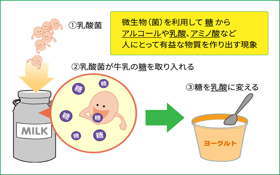 発酵とは？