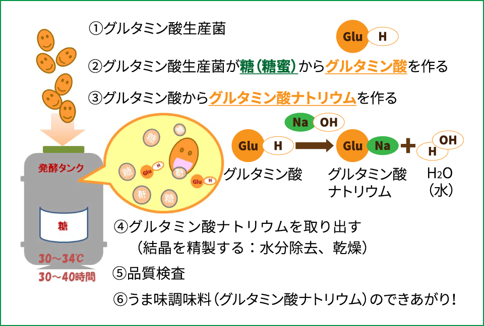 発酵法によるグルタミン酸ナトリウム（MSG）の生産