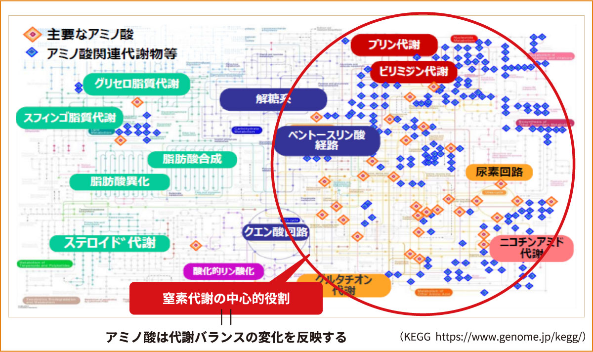細胞内のアミノ酸代謝ネットワーク