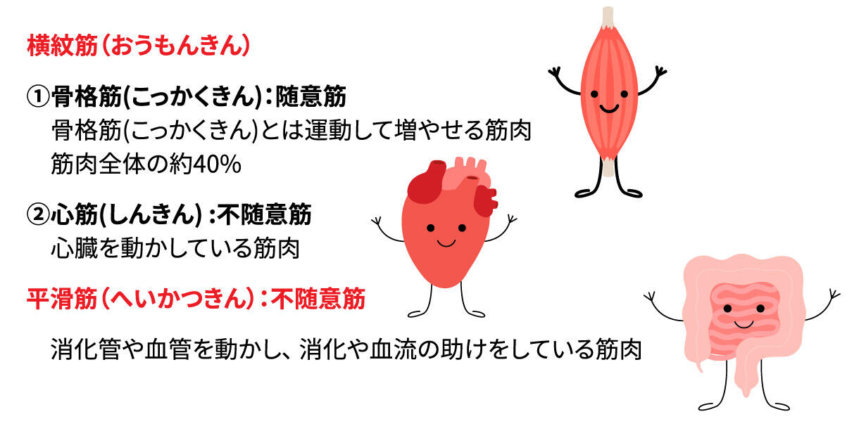 図2　筋肉の種類